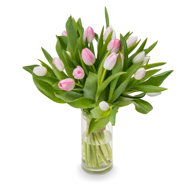 Bouquet of pink tulips